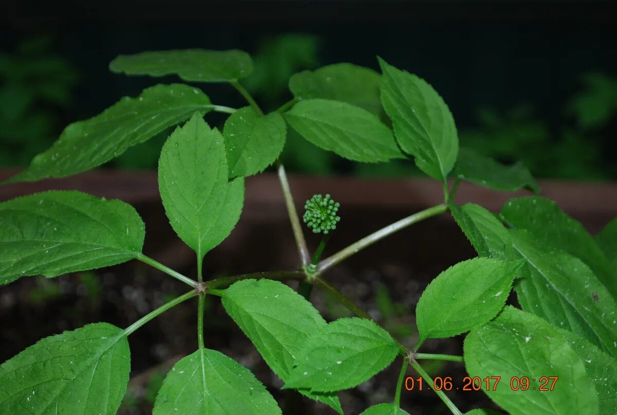 Экстракт женьшеня. Женьшень могилев. Женьшень могилев. Женьшень могилев. Русский женьшень.