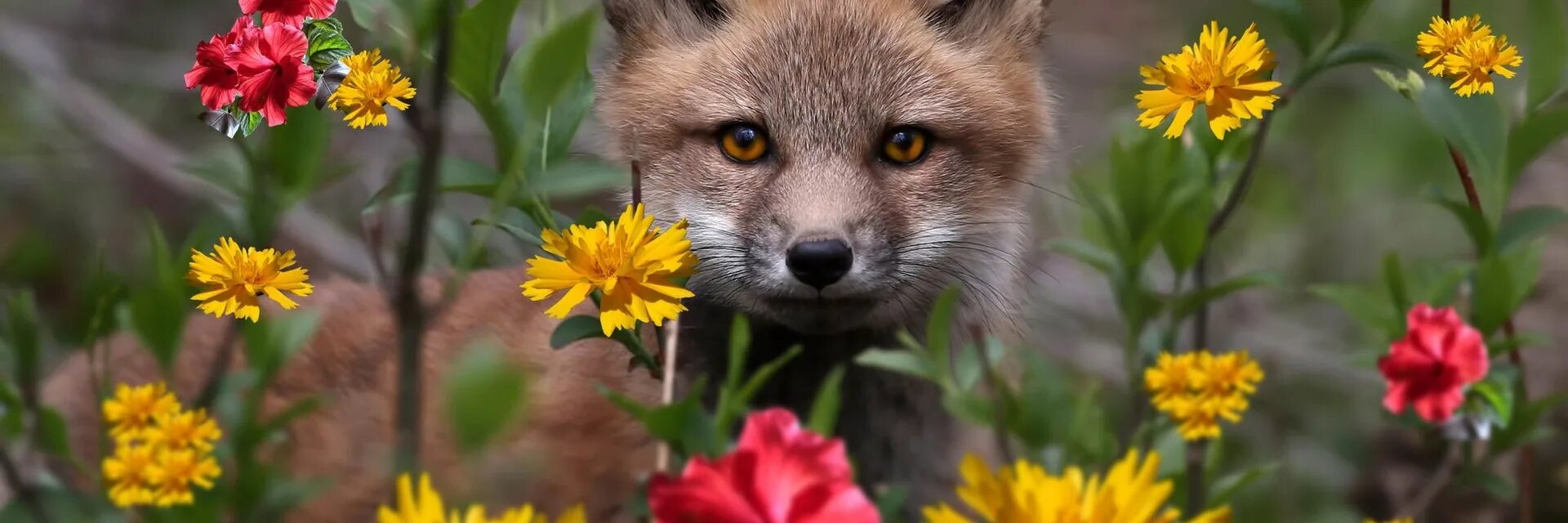 Лиса. Природа цветы. Милая лиса в цветах. Flower foxes