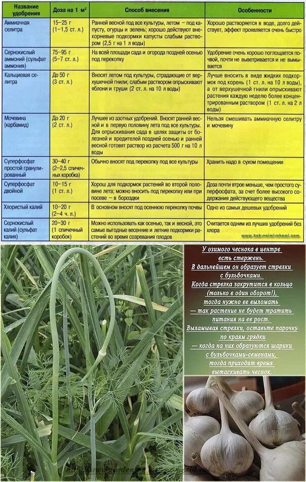 Подкормка чеснока таблица. Схема подкормки чеснока. Чем подкормить весной чеснок посаженный осенью