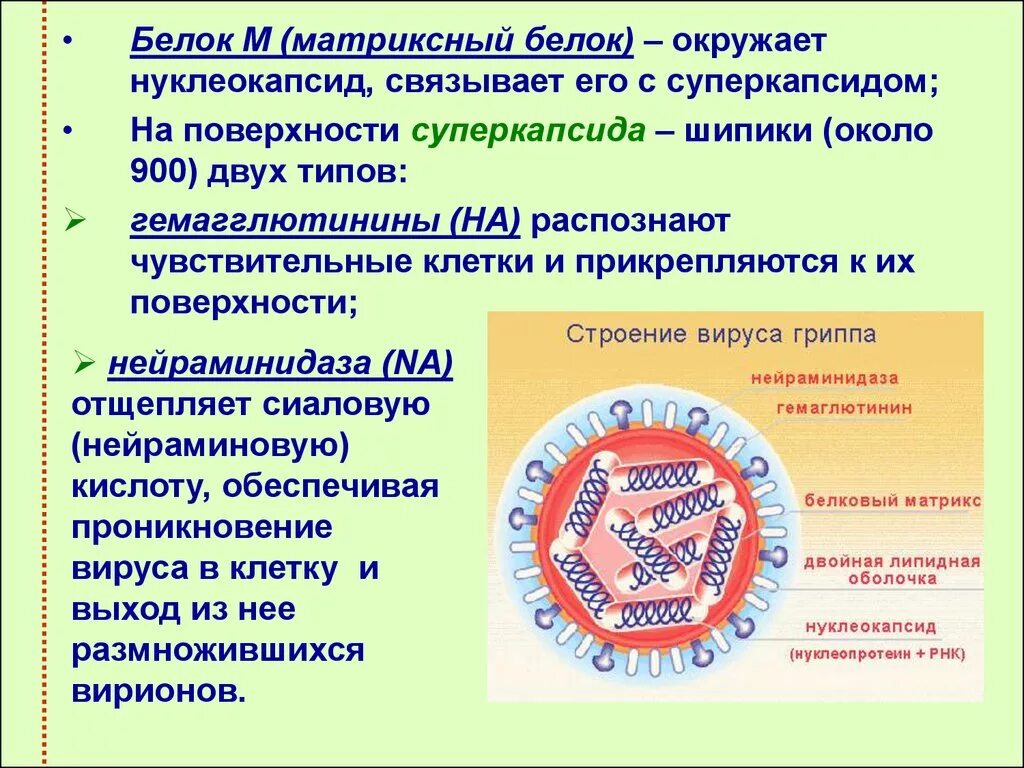 Белок вируса гриппа. Матриксный белок. Матриксные белки вирусов. Вирус гриппа суперкапсид. Нуклеокапсид гриппа.