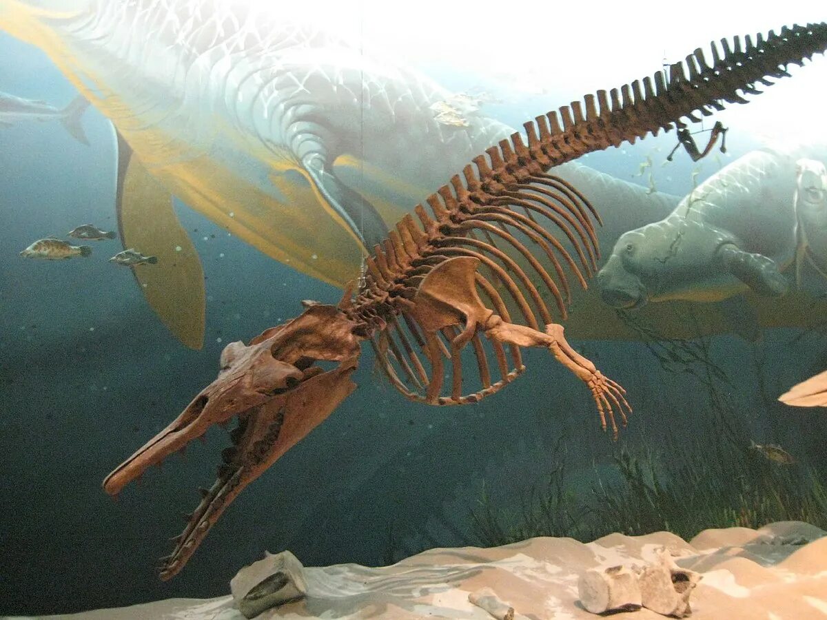 400 млн лет назад какая. Ордовикско-силурийское вымирание. Аномалокариды Ордовик. Базилозавр Эра. Юрский Девонский меловой.