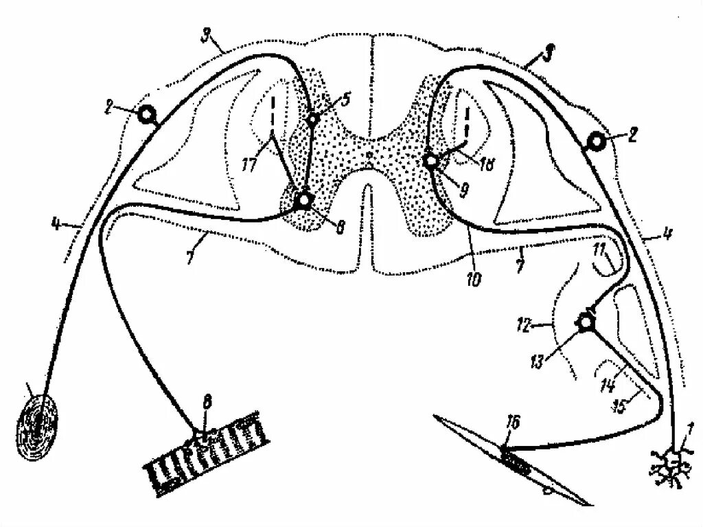 Двигательный вегетативный нейрон. Вегетативная рефлекторная дуга схема. Схема рефлекторной дуги соматического рефлекса. Рефлекторная дуга соматического рефлекса. Схема рефлекторной дуги вегетативного рефлекса.