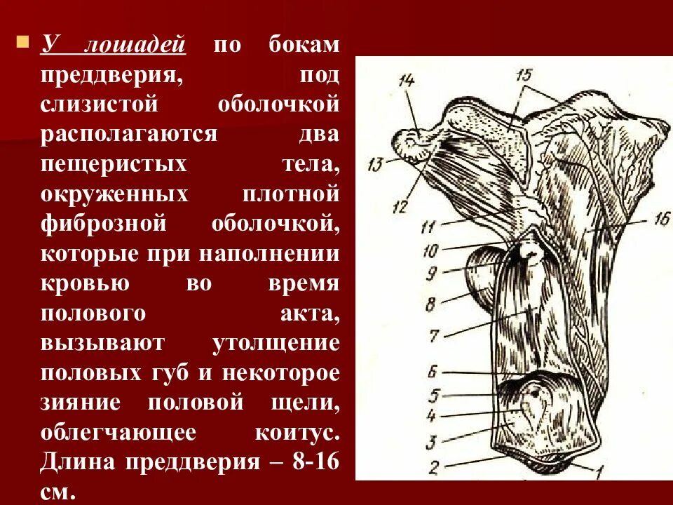 Анатомия половых органов самок. Схемы строения половых органов самок. Анатомия полового органа женской особи. Строение половой системы самки.