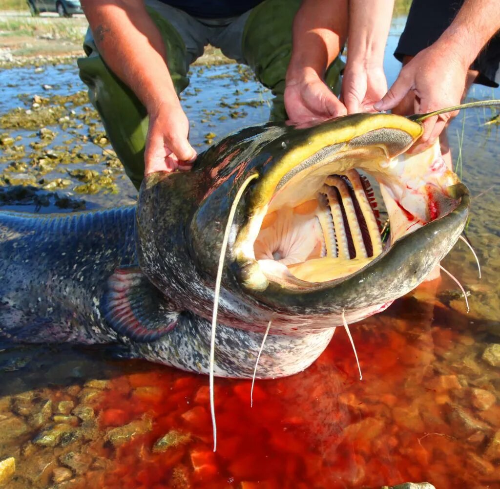 Фото сома. Silurus glanis рыба. Что ест сом. Silurus glanis рыба. Wels catfish.