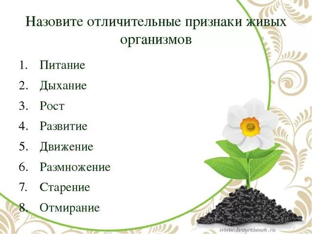 Перечисли общие признаки животных и растений. Характерные признаки живых организмов. отличительные признаки живого. признаки живых организмов биология. отличительные особенности живых организмов.