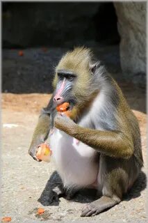 Monkey fruits