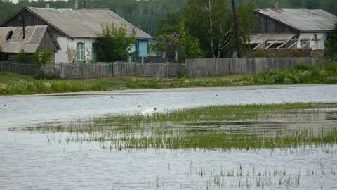 Ярки новосибирская область