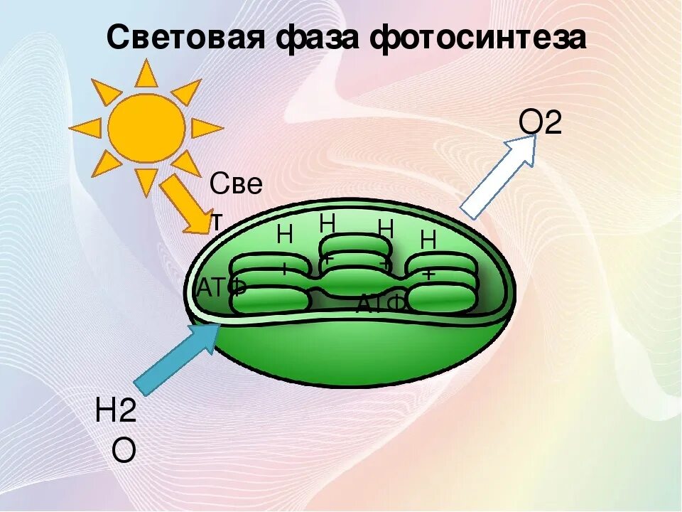 Связь с проявляется в процессе фотосинтеза. Процесс фотосинтеза световая и темновая фазы. Световая фаза фотосинтеза рисунок. Фотосинтез это в биологии световая фаза. 1 Фаза фотосинтеза световая.