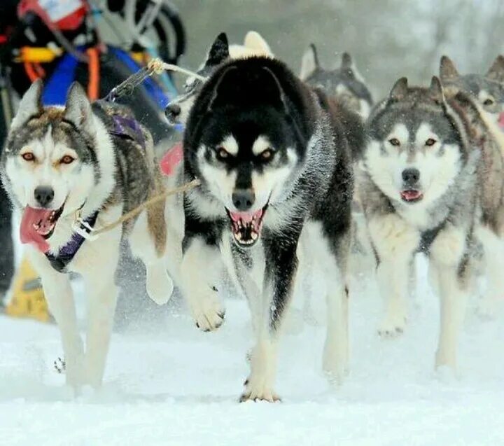 Хаски кобель. Сибирский хаски бандит. Хаски опасны. Хаски опасны. Лайка маламут.