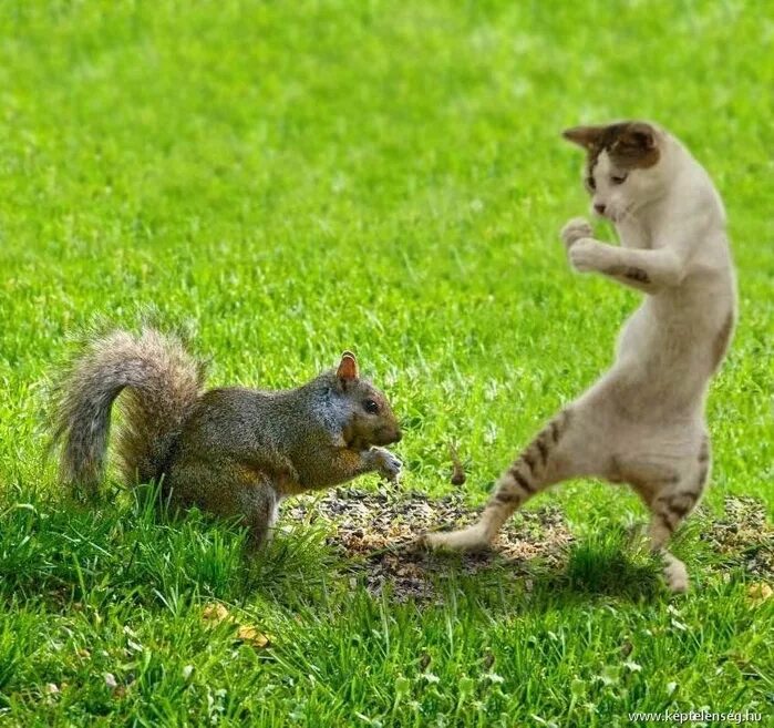 коты едят белок. прикол про белочку для алкашей. кошки охотятся на белок. кот поймал белку. белочка у алкоголиков.