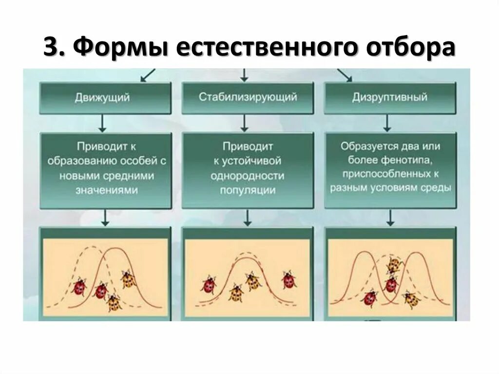 Основные признаки отбора. Движущая стабилизирующая и дизруптивная форма естественного отбора. Формы естественного отбора 11 класс биология. Формы естественного отбора движущий стабилизирующий половой. Формы отбора движущий стабилизирующий дизруптивный.