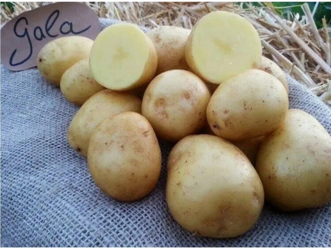 Лучший семенной картофель. Семенной картофель. сорт гала. картошка сорт гала. сорт картофеля гала элита. картофель гала 2 сорт.