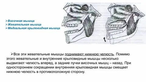 Поднимает нижнюю челюсть
