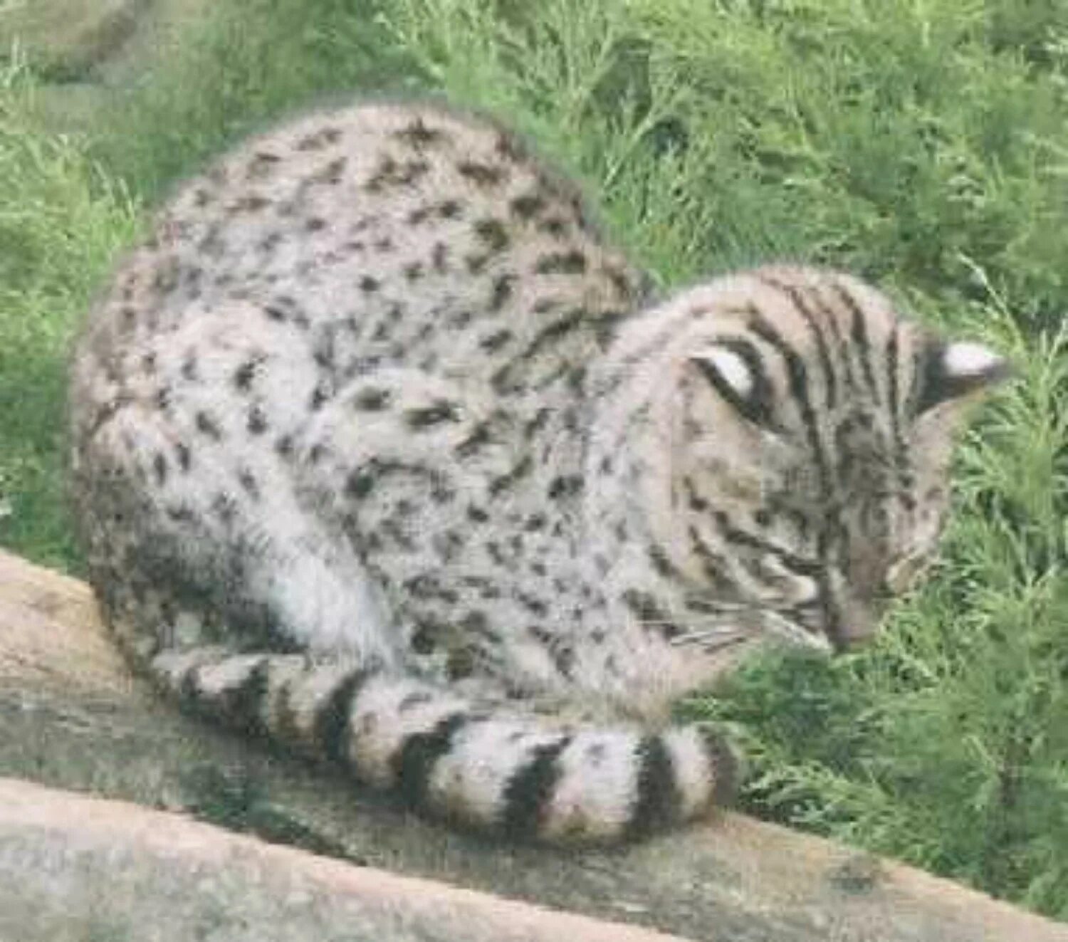 Амурский камышовый кот. Лесной леопардовый кот дальневосточный. Сибирский кот метис. Уссурийский котенок. Дальневосточный лесной кот (prionailurus bengalensis euptilurus).