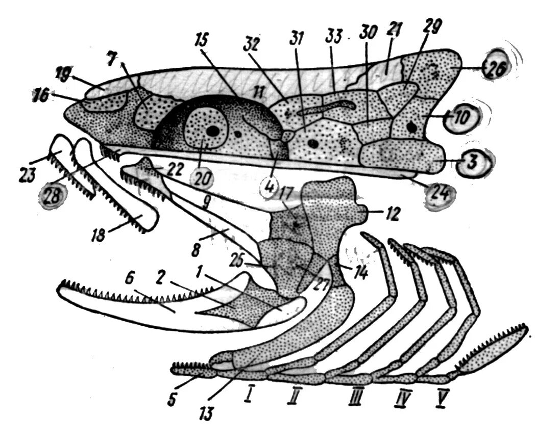 Висцеральный череп костных рыб. Висцеральный череп рептилий. Кости черепа костистой рыбы. Череп костных рыб отделы.