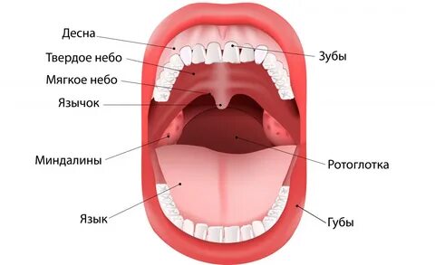 Полость рта сверху