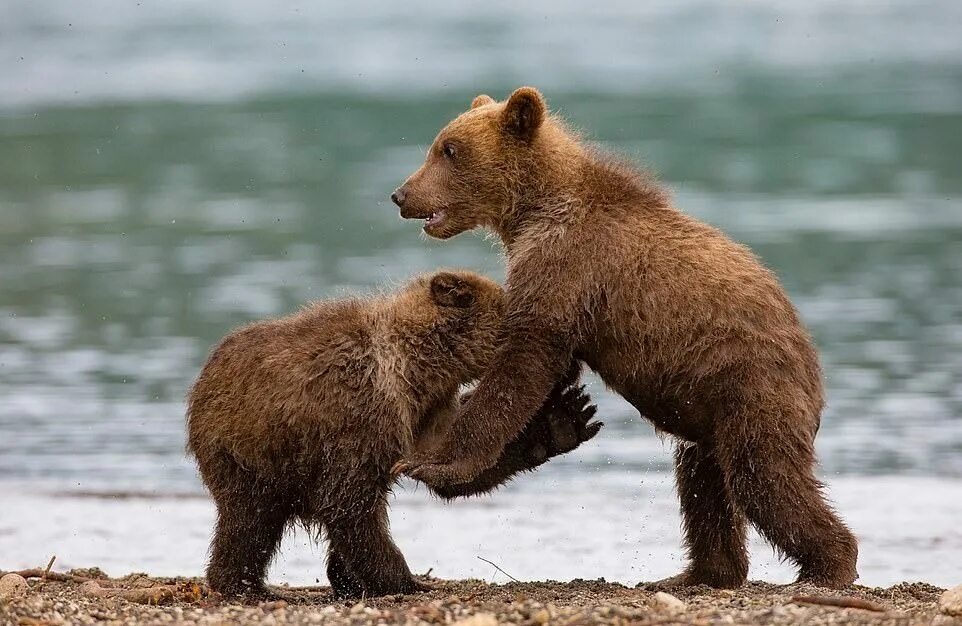 два медвежонка. медведица с медвежатами. медведь фото. медвежонок с мамой. картинка 2 медведя.
