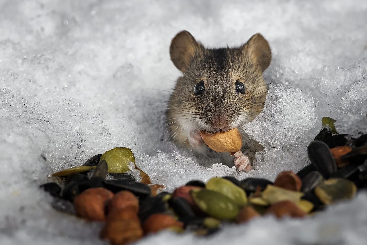Полевка мышь зимняя. Мышь полевка зимой. Рацион питания мыши полевки.