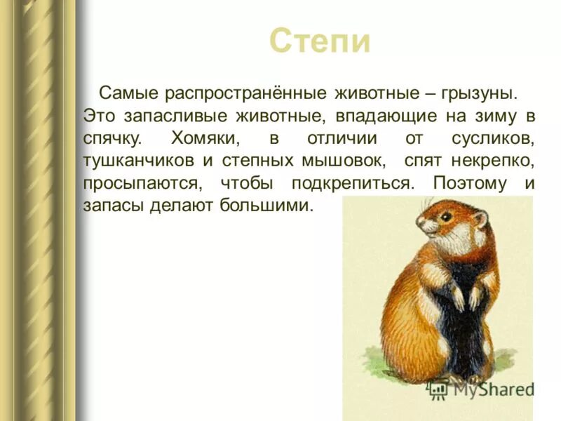 Животные поля 2 класс окружающий мир. Доклад про хомяка. Сообщение о хомяке. Описать животное хомяк. Сообщение про хомяка обыкновенного.