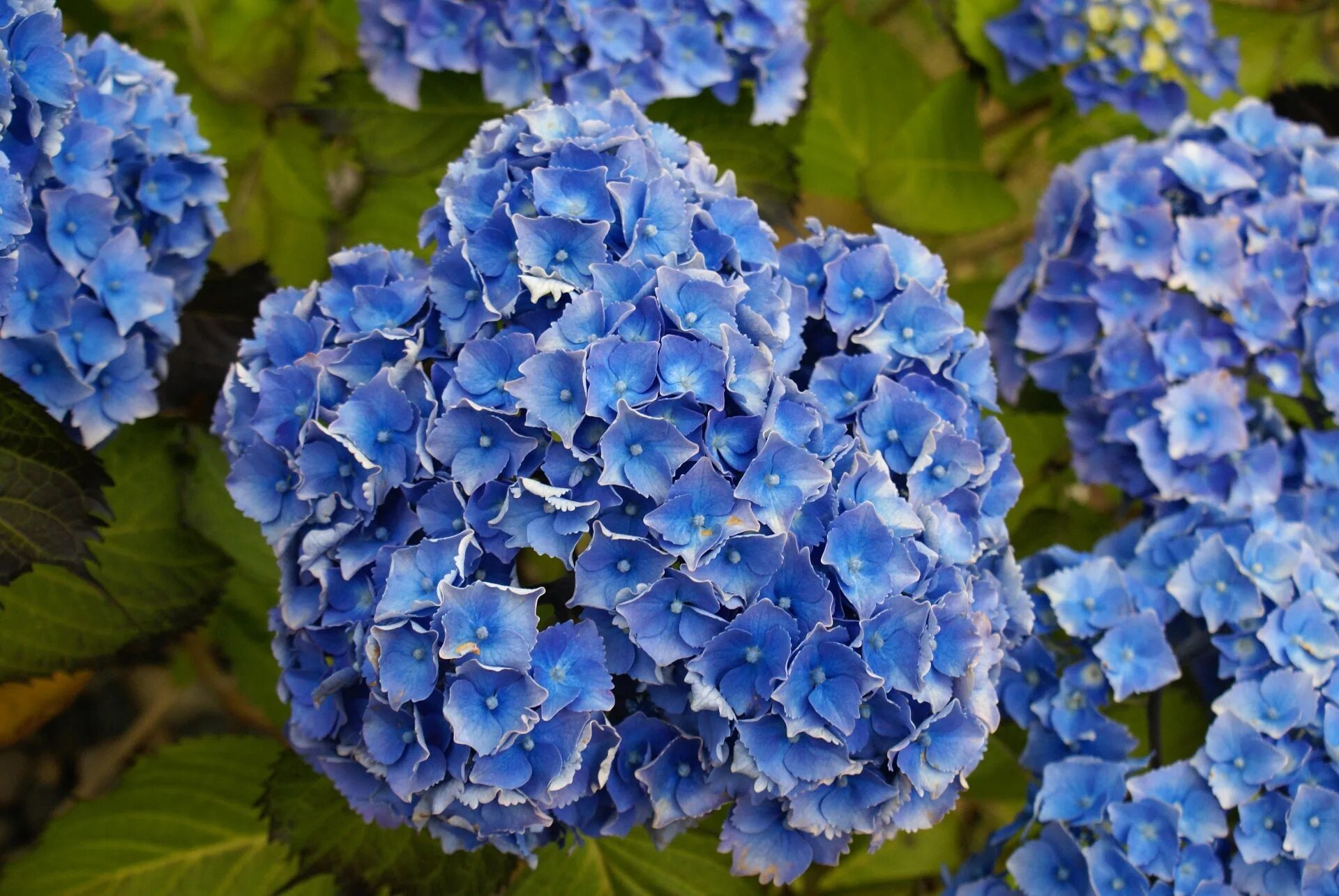 Download Mountain French Hydrangea Blue Flower Picture Wallpapers.com