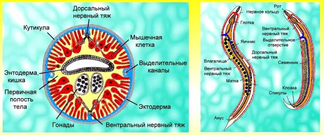 Нервная система червей паразитов. Поперечный разрез тела круглого червя. кутикула круглых червей строение. тип круглые черви строение тела. строение кутикулы аскариды.