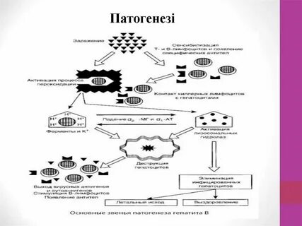 Схема гепатита б