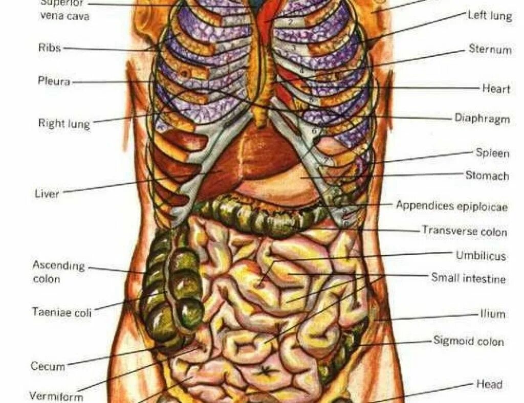 Фото анатомии человека женщин внутренних органов. Анатомия расположение органов брюшной полости. Атлас анатомии человека брюшная полость. Брюшная полость анатомия схема. Брюшная полость "женщина" расположение органов анатомия.