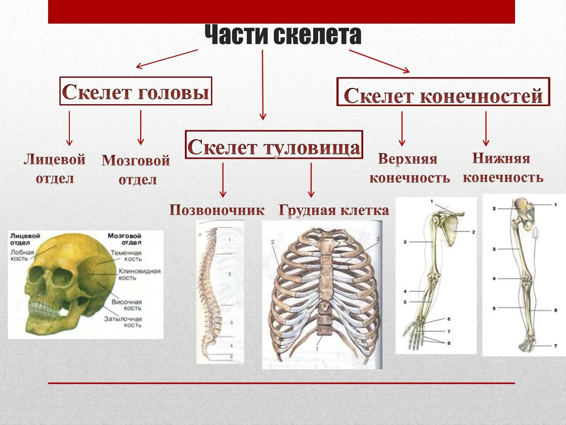 Скелет включает в себя следующие отделы. Скелет головы туловища и конечностей. Скелет туловища скелет конечностей. Опорно двигательная система скелет верхней конечности. Части скелета скелет головы скелет туловища скелет конечностей.