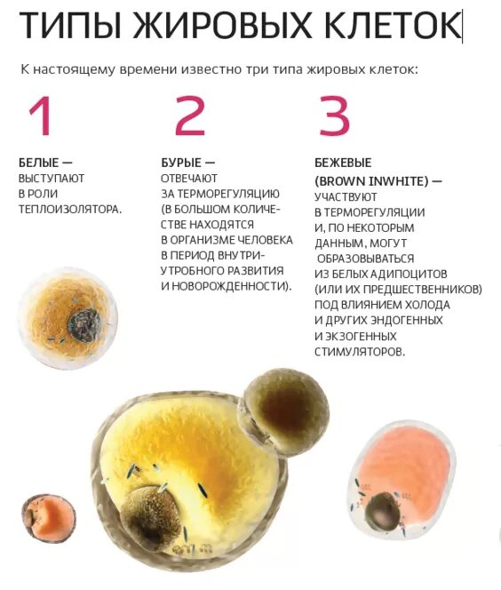 Тип жировых клеток. Жировая ткань адипоциты строение. Тип жировых клеток. Жировые клетки адипоциты. Расположение жировых клеток.