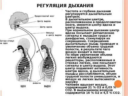Центр регуляции дыхания