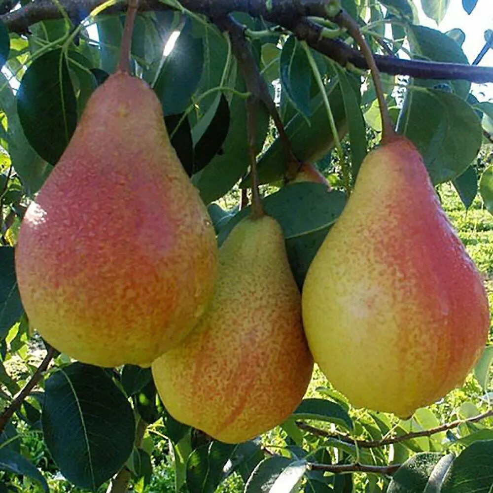 Груша 2в1 лимонка. Бере боск (сорт груш). Груша маша. Груша августовская роса опылители. Груша фрукт.