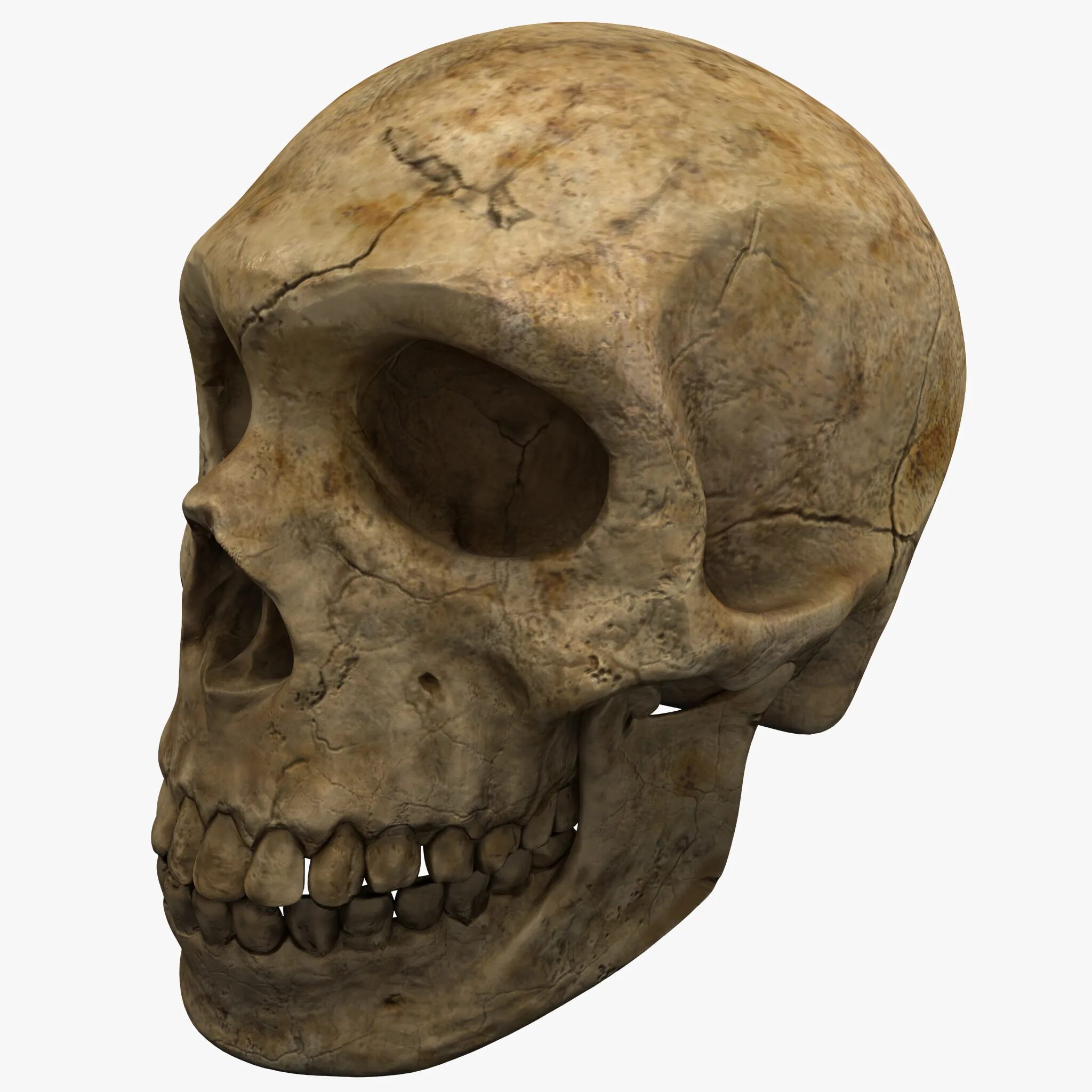 Череп древнего человека и современного. Неандерталец (homo Neanderthalensis) череп. Палеоантроп( неандерталец) череп.