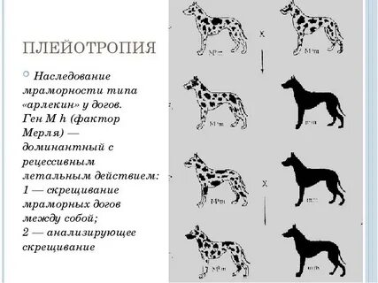 У лошадей действие генов вороной