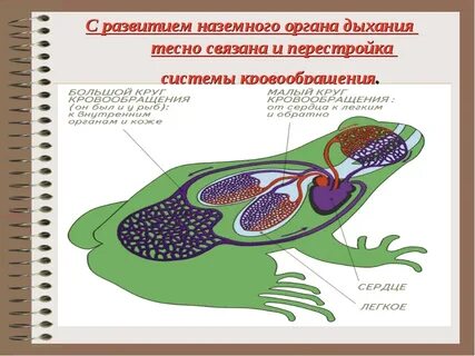 Дыхание наземных