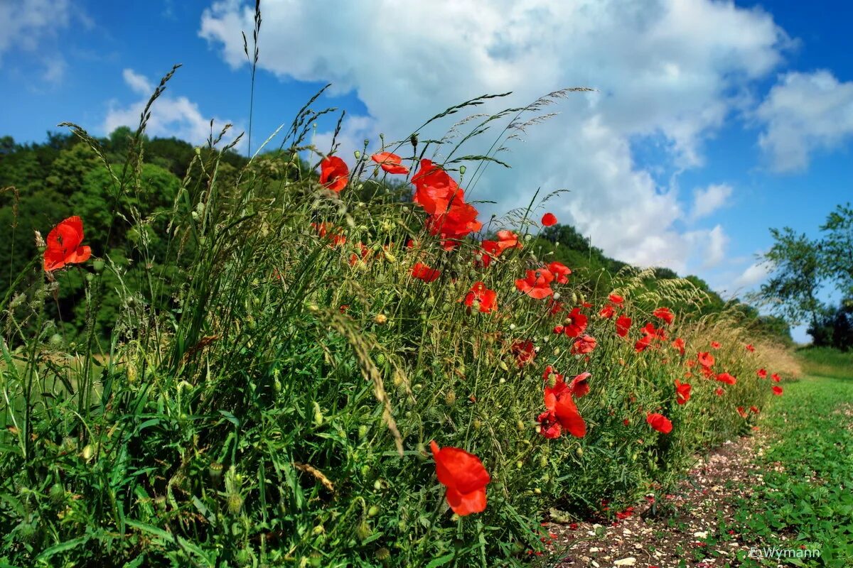маки макт гордая память эемли. маки макт гордая память эемли. красные маки день победы. песня красные маки горькая память земли. песня красные маки горькая память земли.