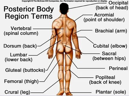 Part human