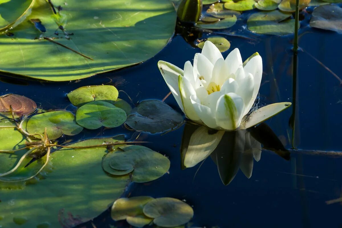 Кувшинка белая водяная Лилия. Кувшинка белоснежная Nymphaea Candida. Кувшинка белая (Nymphaea Alba). Белая Лилия нимфея. Растения на воде названия