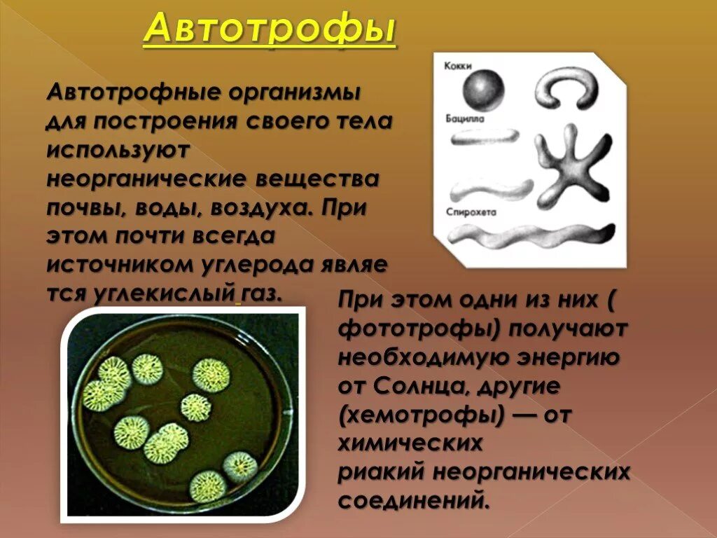 Обеспечивает автотрофное питание клетки. Автотрофные организмы. Организмы автотрофы. Автотрофные микроорганизмы. Автотрофная клетка.