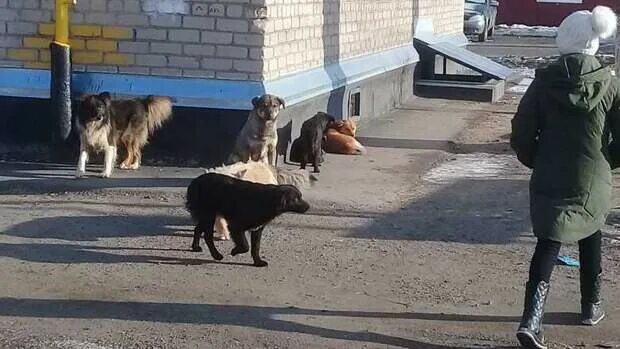 Помощь животным оренбург. Оренбург бродячие собаки. Бродячие бездомные собаки Оренбург. Бродячие собаки Оренбург нападают. Бродячие собаки в селе.