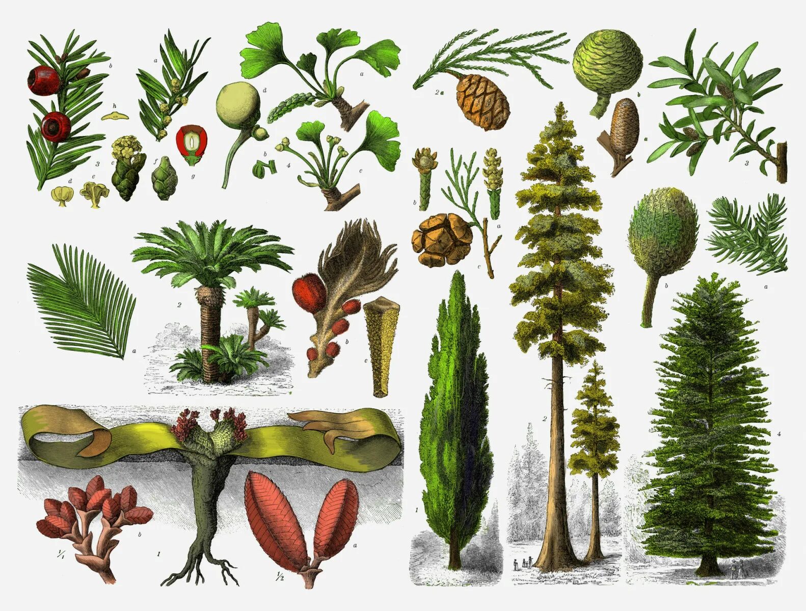 Таблица Голосеменные Саговниковые Гинкговые. Хвойные Голосеменные растения. Голосеменные – Pinophyta,. Хвойные Гинкговые Гнетовые Саговниковые.