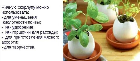 Можно поливать рассаду яичной скорлупой