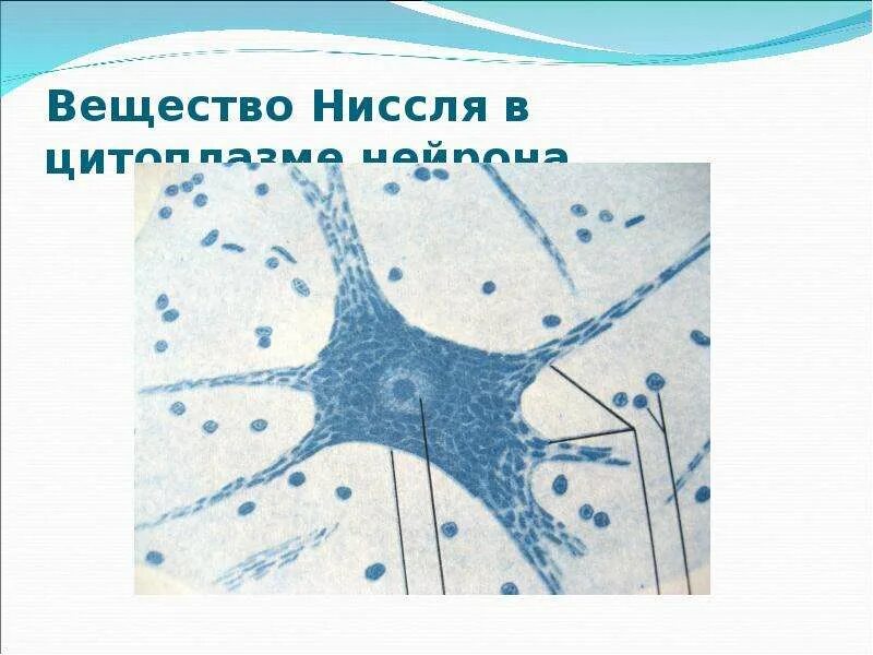 Тигроид гистология. Тельца ниссля гистология. тельца ниссля у нейрона. строение нейрона ниссля. строение нейрона тельца ниссля.