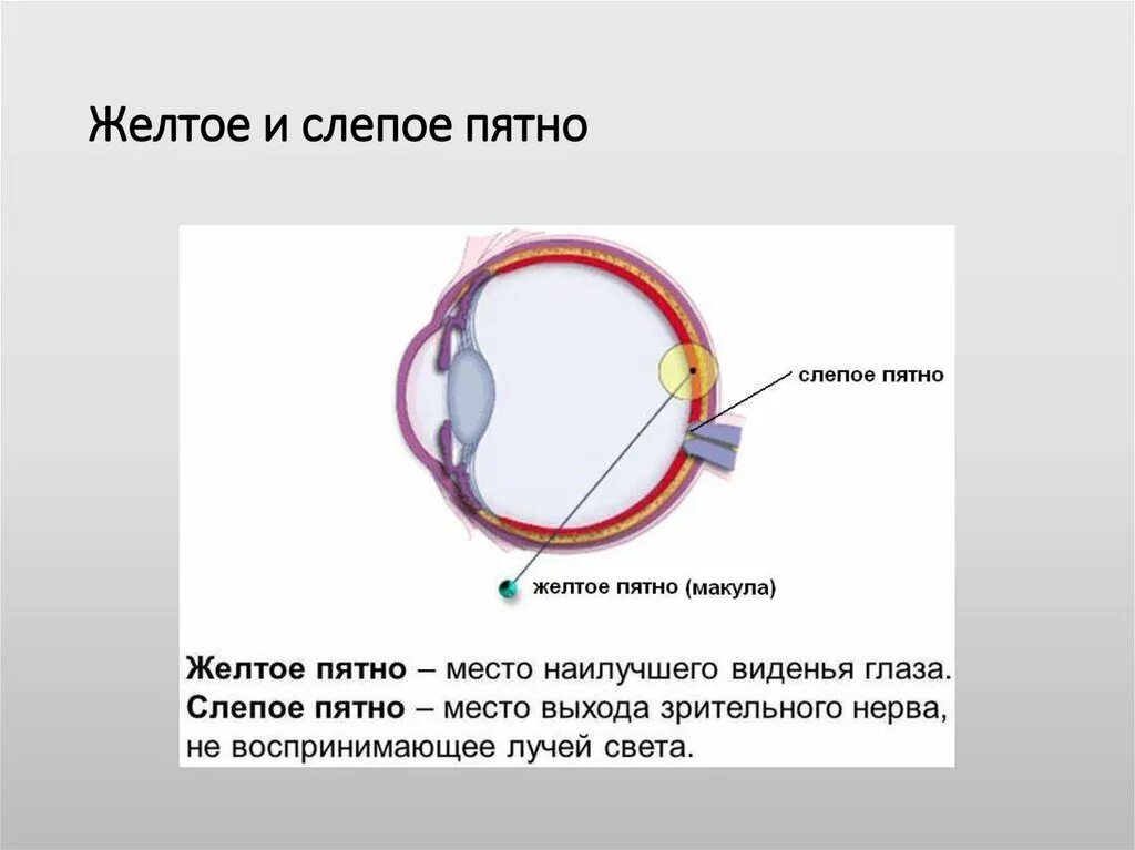 Строение глаза слепое пятно. Зрительный анализатор слепое пятно. Слепое пятно глаза строение и функции. Слепое пятно строение и функции. Слепого пятна сетчатки глаза