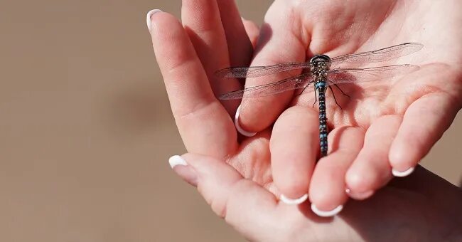 Домик стрекозы. Прилетела стрекоза примета. Стрекоза залетела в дом. Бабочка в доме примета. Стрекоза сидит.
