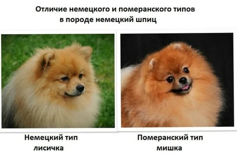 Чем отличается шпиц от померанского шпица Всё о шпицах Дзен
