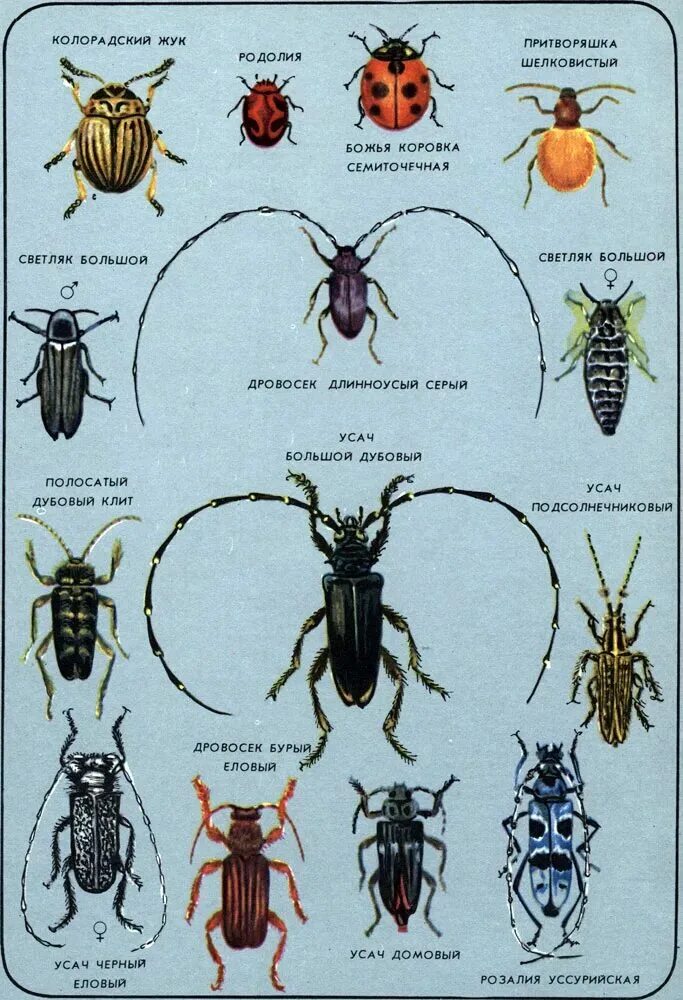 Название 1 жуков. Атлас определитель насекомых Жуков. Атлас определитель название Жуков 1 класс. Усачи жуки атлас определитель. Атлас определитель Жуков 1 класс окружающий мир.