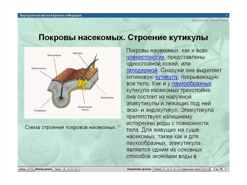 Слизистые покровы или гладкая поверхность мелкие. Покровы тела насекомых. Покровы тела членистоногих. Строение покровов тела насекомых. Строение кутикулы членистоногих.