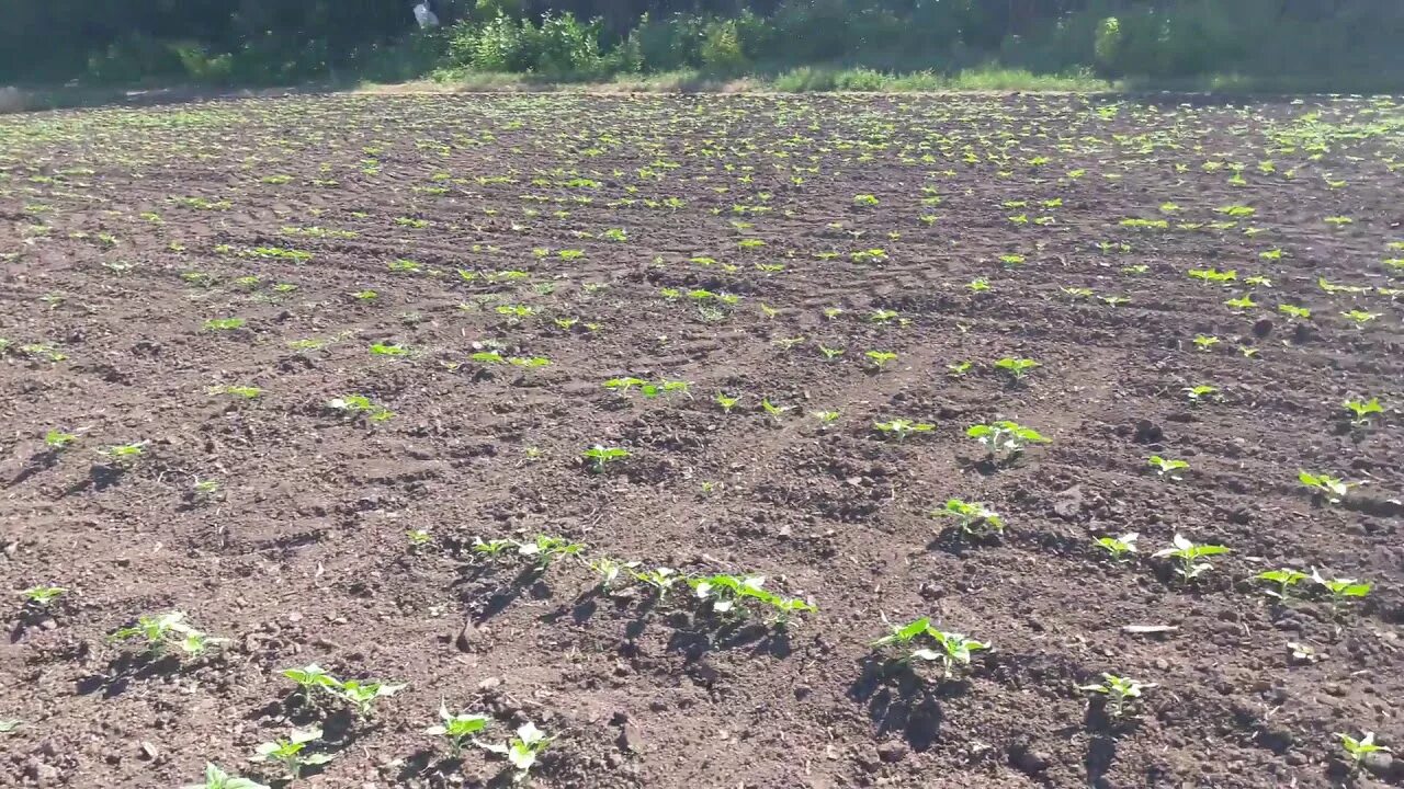 Подсолнух взошел