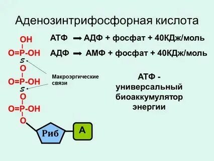Примеры макроэргических связей
