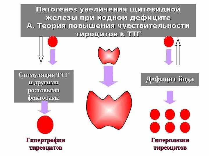 Патогенез увеличения щитовидной железы. Узловой зоб этиология. Йоддефицитные заболевания патогенез. Патогенез эндемический зоб  щитовидная железа. Диффузно узловая гиперплазия железы